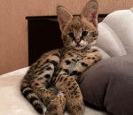 Mačiatka Savannah serval a caracal vo veku 4 
